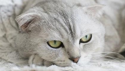 爱游戏下载-世界青年足球锦标赛中国队稳步晋级，世界足球青年俱乐部